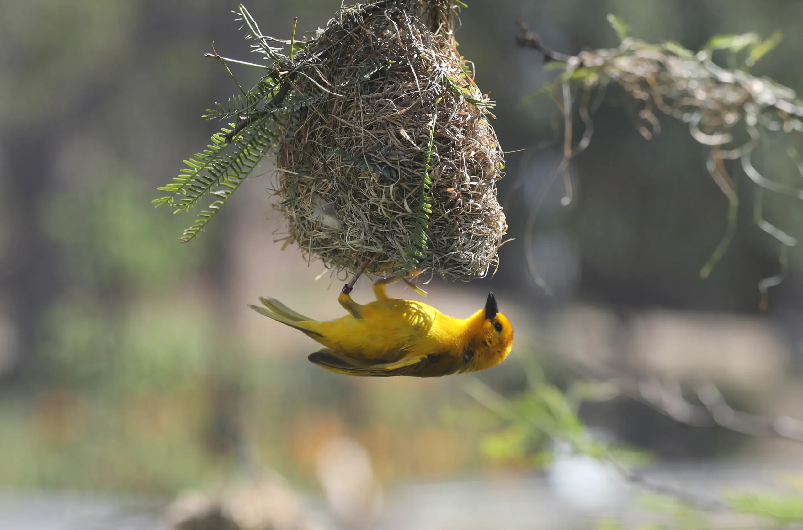 Here we find nesting and reproduction in birds.
